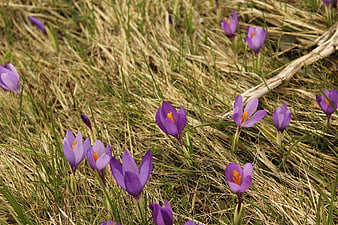 Purple Crocus Flowers Blooming in Spring Grass
