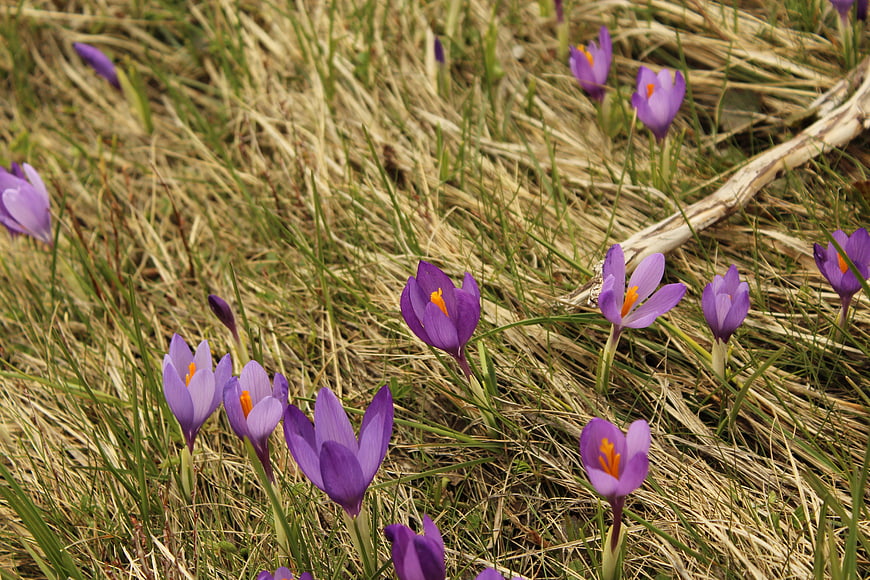 Purple Crocus Flowers Blooming in Spring Grass