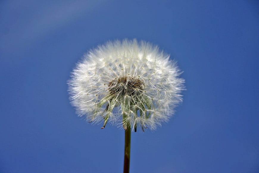 White Dandelion Seed Head Against Blue Sky