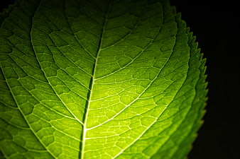 Close-up of vibrant green leaf veins on black background
