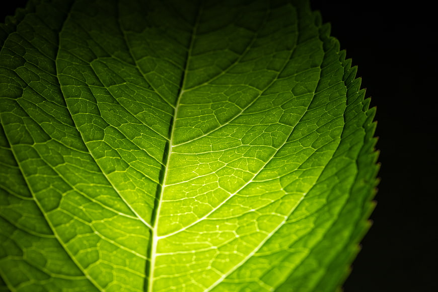 Close-up of vibrant green leaf veins on black background