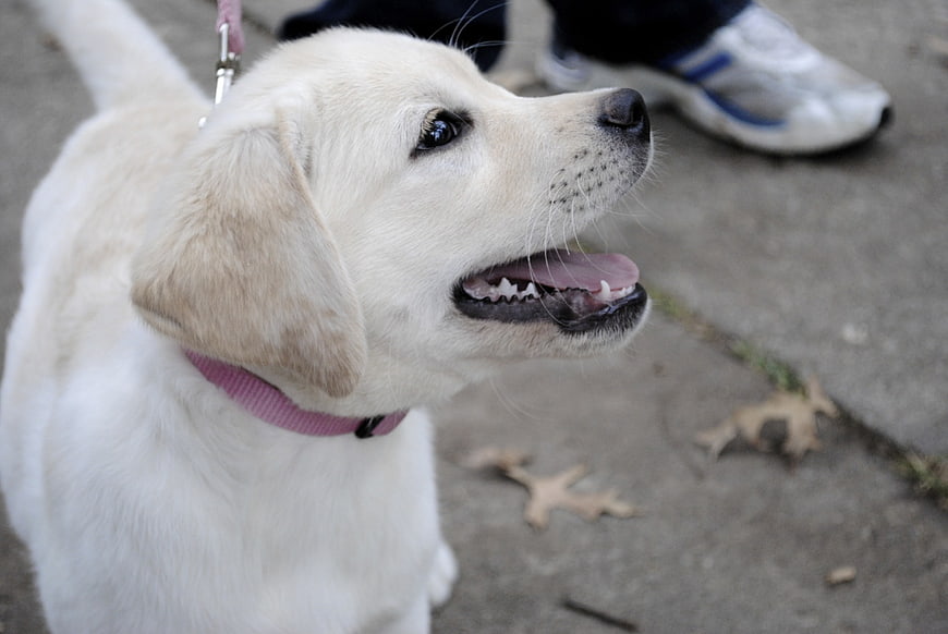 Cute White Puppy Dog on Leash Looking Up