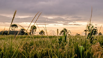 Golden sunset over lush green rice paddy field with tall grass