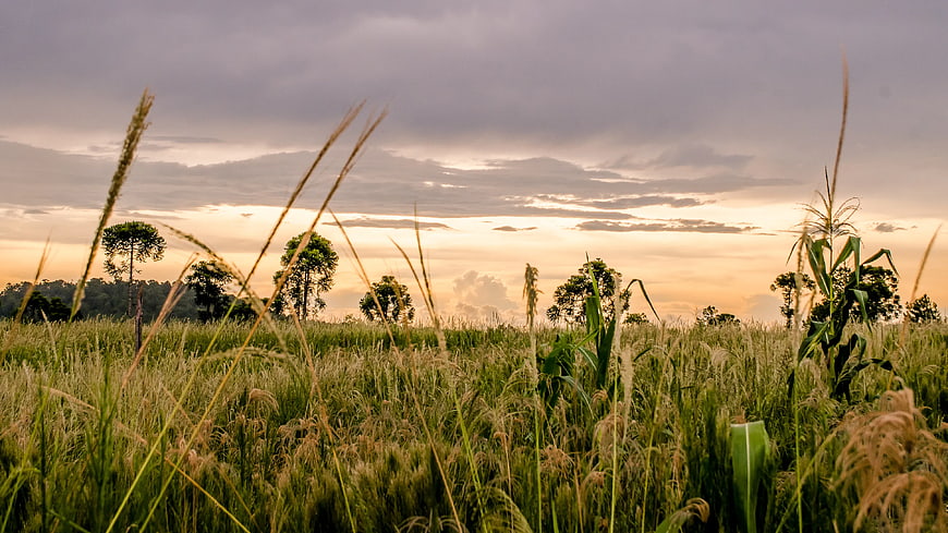 Golden sunset over lush green rice paddy field with tall grass