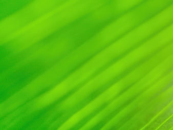 Abstract Green Leaf Texture Background