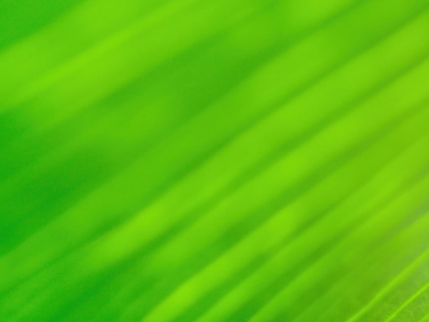 Abstract Green Leaf Texture Background