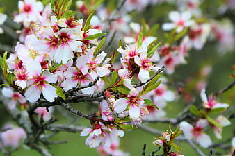 Close-up of Pink and White Almond Blossoms on Branch