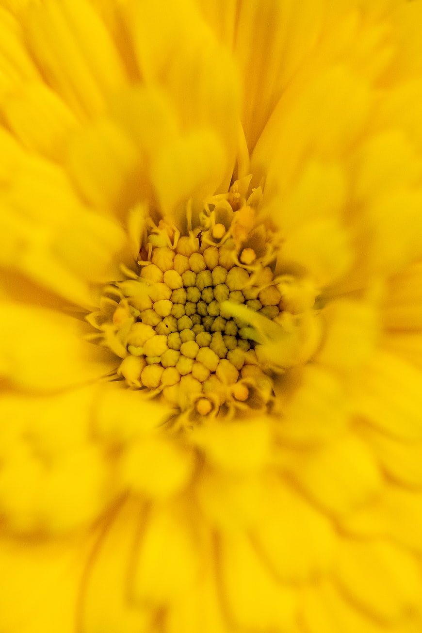 Macro Close-Up of Yellow Flower Center Texture