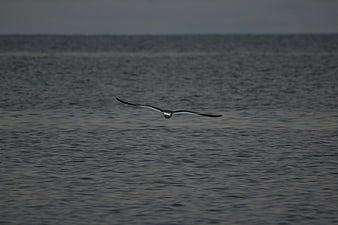 Seagull flying low over dark ocean waves