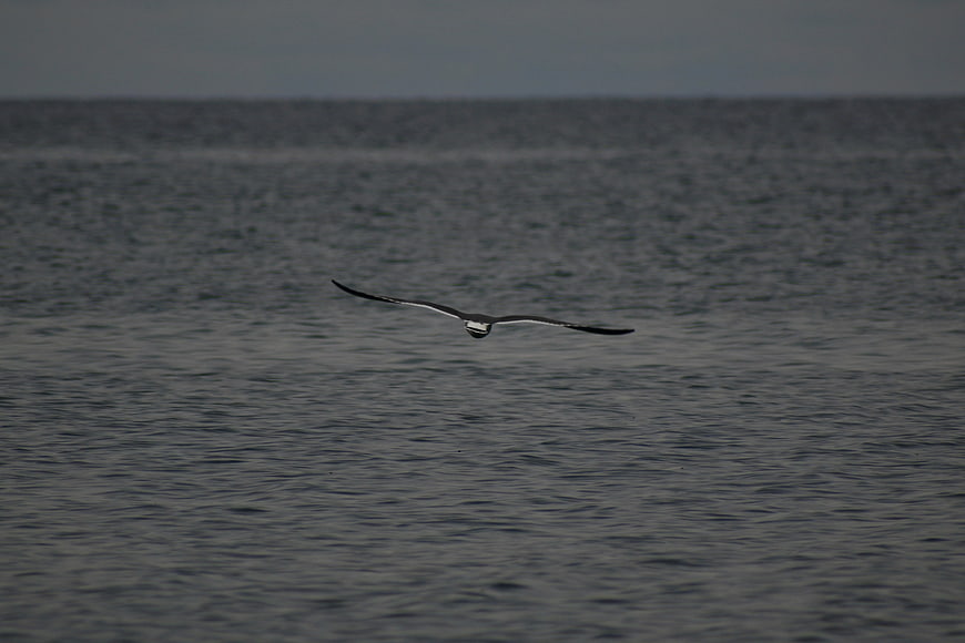 Seagull flying low over dark ocean waves