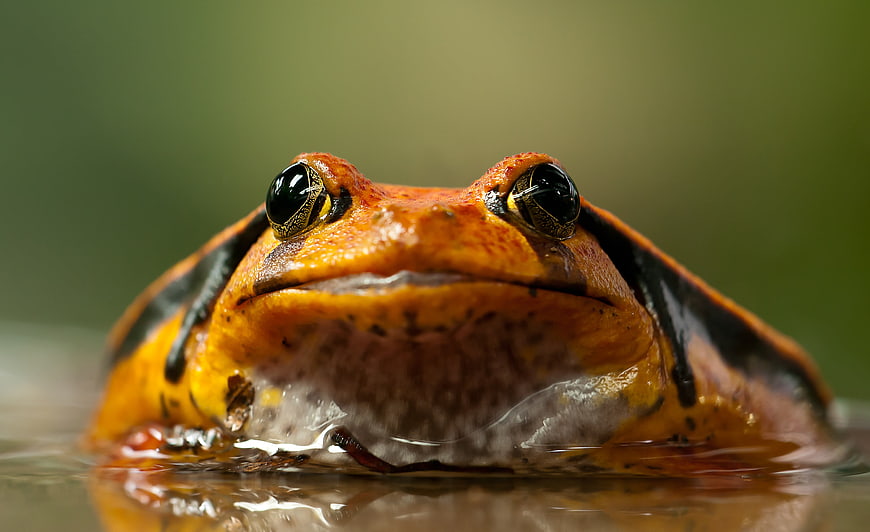 Close-up of a vibrant orange Tomato Frog in water