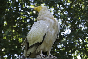 White-headed vulture perched on a tree branch in nature