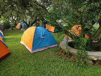 Colorful camping tents in a grassy park with trees