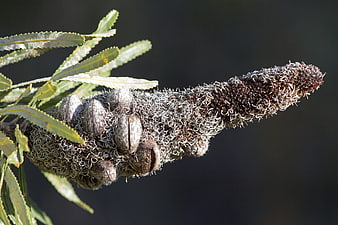 Close-up of textured Banksia seed pod and leaves