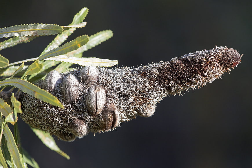 Close-up of textured Banksia seed pod and leaves