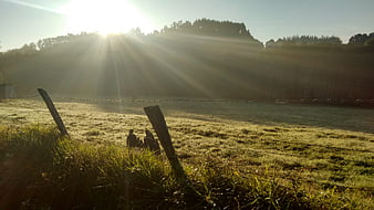 Sunrise Rays Over Misty Pasture With Old Wooden Fence