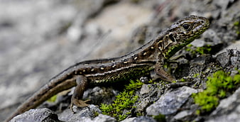 Close-up of a Green Lizard on Rocky Terrain