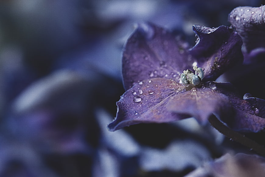 Close-up of purple hydrangea with water droplets