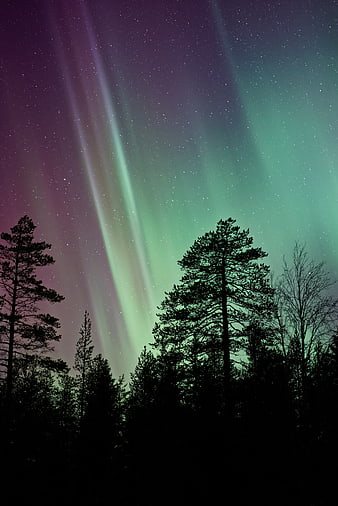 Vibrant Aurora Borealis Over Silhouetted Pine Forest