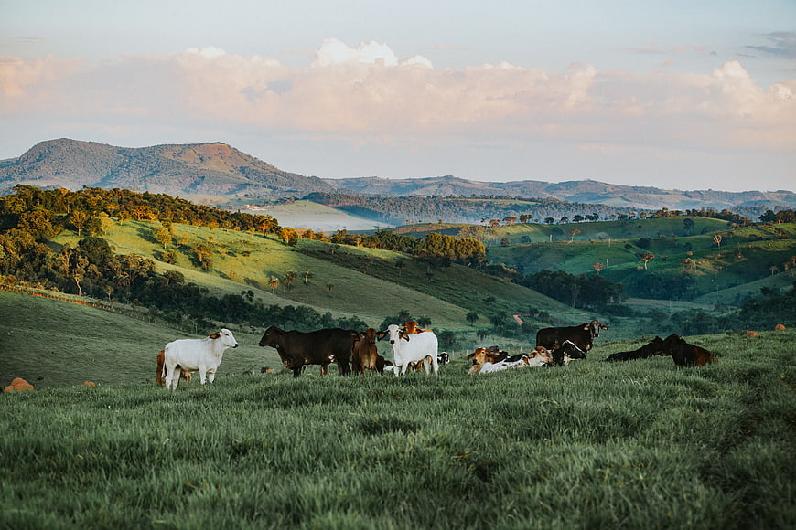 Herd of Cows Grazing on Green Hills at Sunrise
