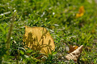 Yellow autumn leaf with shadows on green grass
