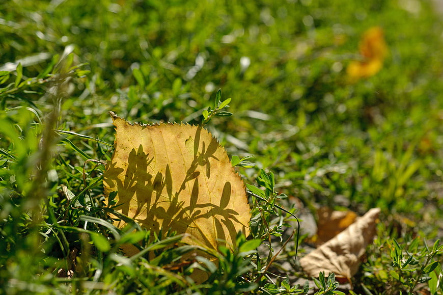 Yellow autumn leaf with shadows on green grass