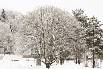 Snow-covered deciduous tree in winter landscape