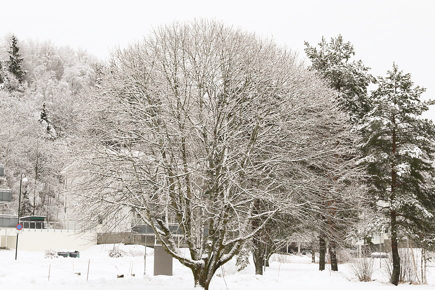 Snow-covered deciduous tree in winter landscape