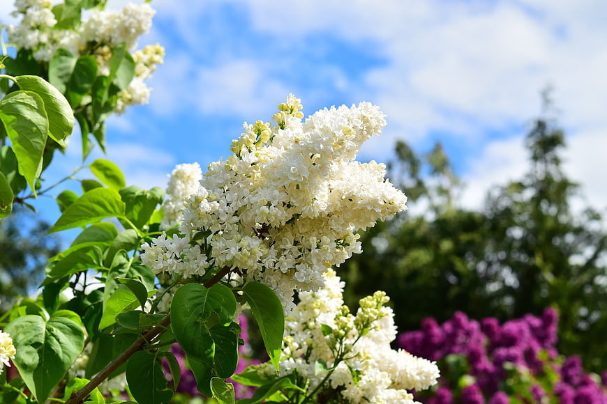 White Lilac Blossoms Blooming Against Blue Sky