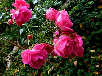 Vibrant Pink Roses Blooming in a Lush Garden