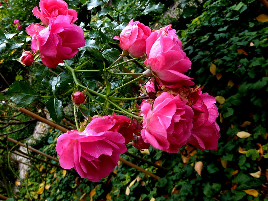 Vibrant Pink Roses Blooming in a Lush Garden