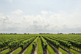 Rows of Green Vineyard Under Cloudy Sky