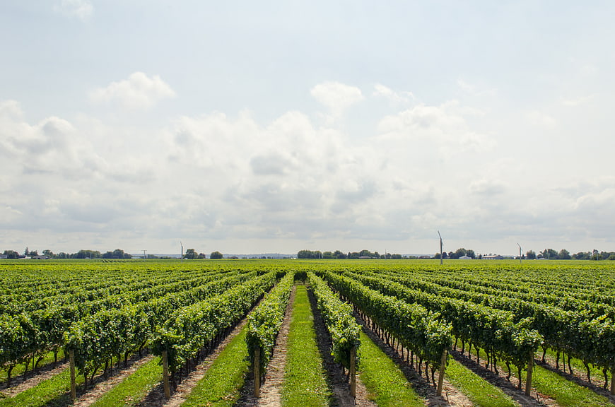 Rows of Green Vineyard Under Cloudy Sky