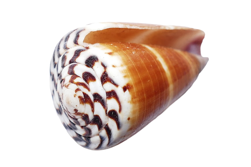Cone Seashell Isolated on White Background