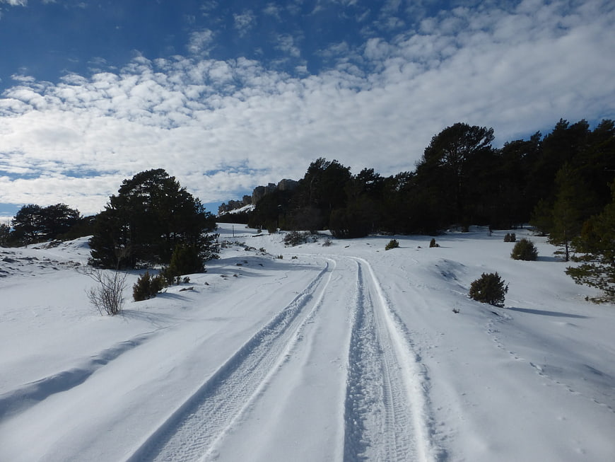 Snowy trail with tire tracks winding through pine forest