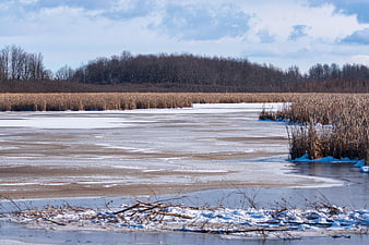 Frozen winter lake landscape with reeds and snow
