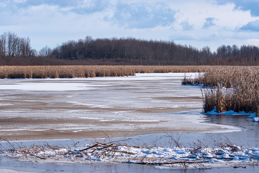 Frozen winter lake landscape with reeds and snow