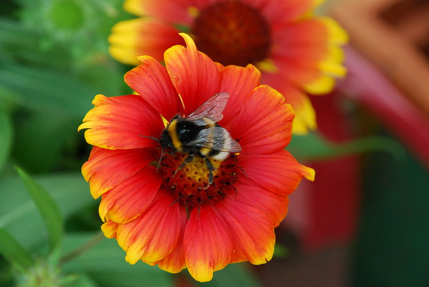Bumblebee Pollinating Red and Yellow Gaillardia Flower