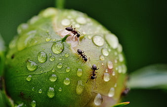 Macro shot of ants on a green flower bud with raindrops