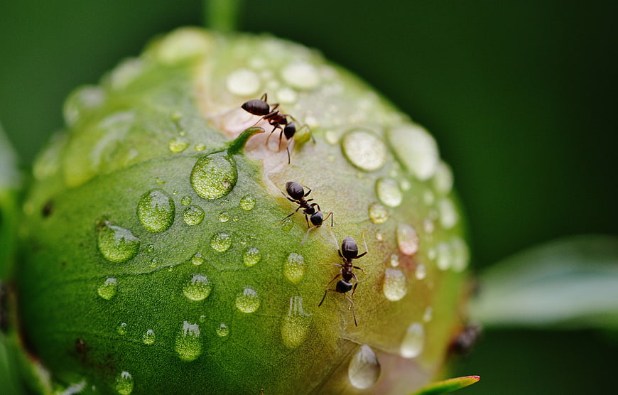 Macro shot of ants on a green flower bud with raindrops
