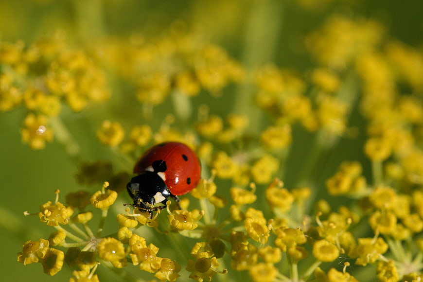 Close-up of a red ladybug on yellow wildflowers
