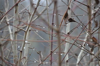 Wet Birch Branches with Raindrops in Misty Forest