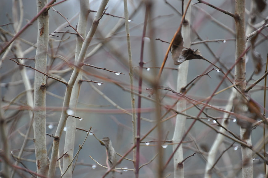 Wet Birch Branches with Raindrops in Misty Forest