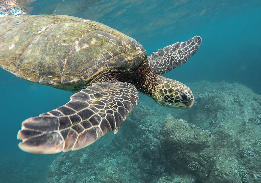 Green Sea Turtle Swimming Underwater Near Coral Reef
