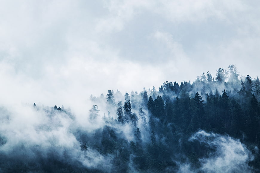 Misty Pine Forest on a Foggy Mountain Hillside