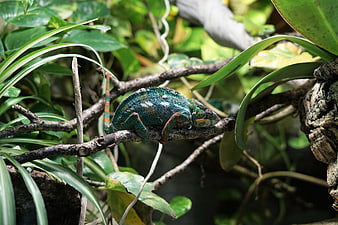 Colorful Chameleon Resting on a Branch in Lush Greenery