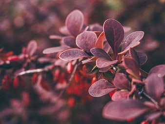 Close-up of purple barberry leaves and red berries
