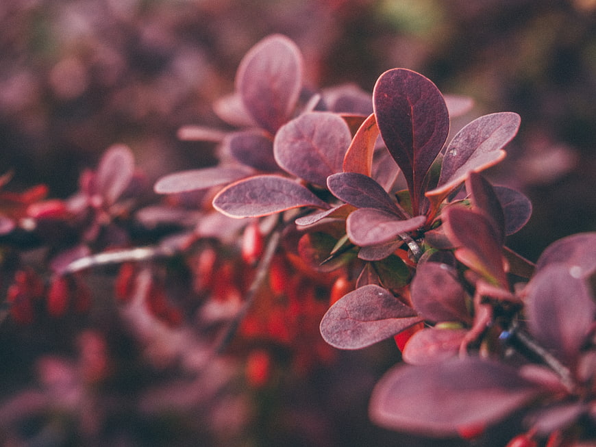 Close-up of purple barberry leaves and red berries