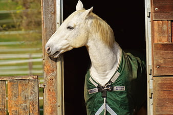White Horse In Green Fly Mask Peeking From Wooden Stable