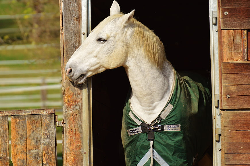 White Horse In Green Fly Mask Peeking From Wooden Stable